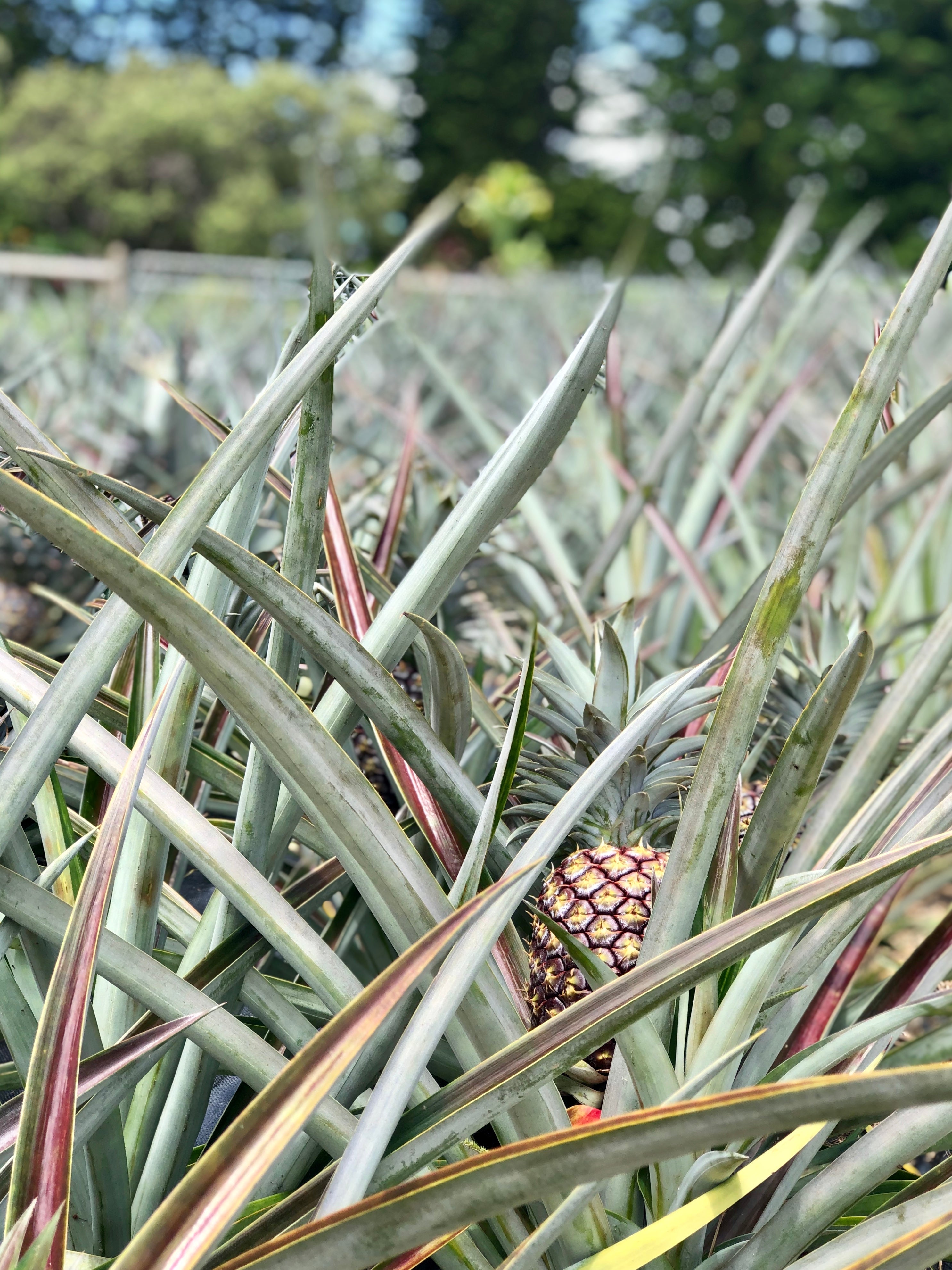 Hawaiian White Pineapple – Nakihalani Farm