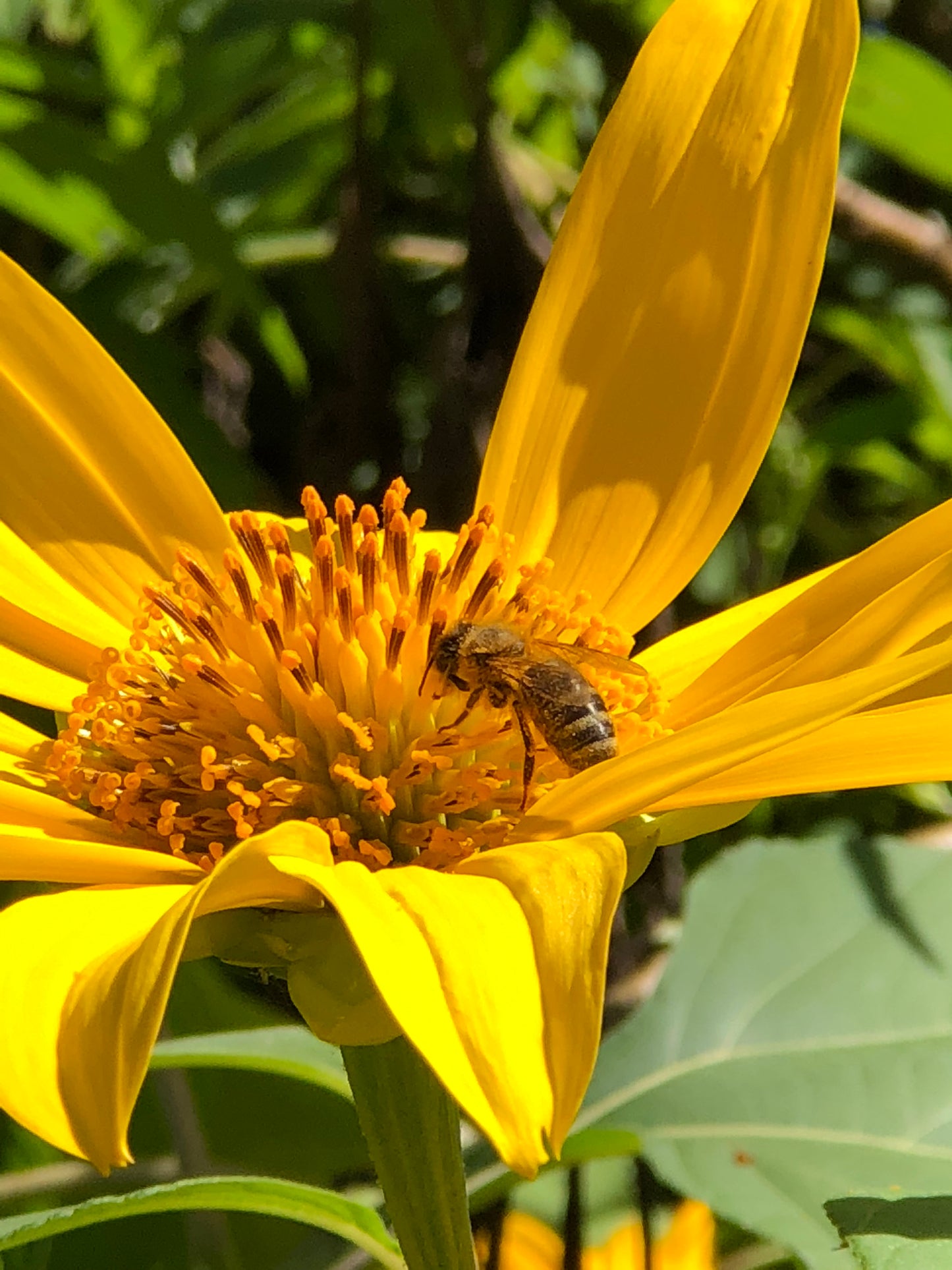 Honey - AWARD WINNING