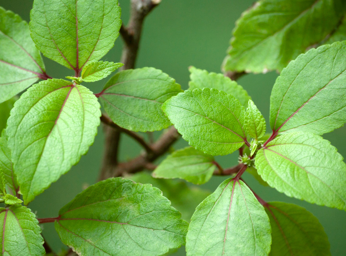 Māmaki Leaf Close-up