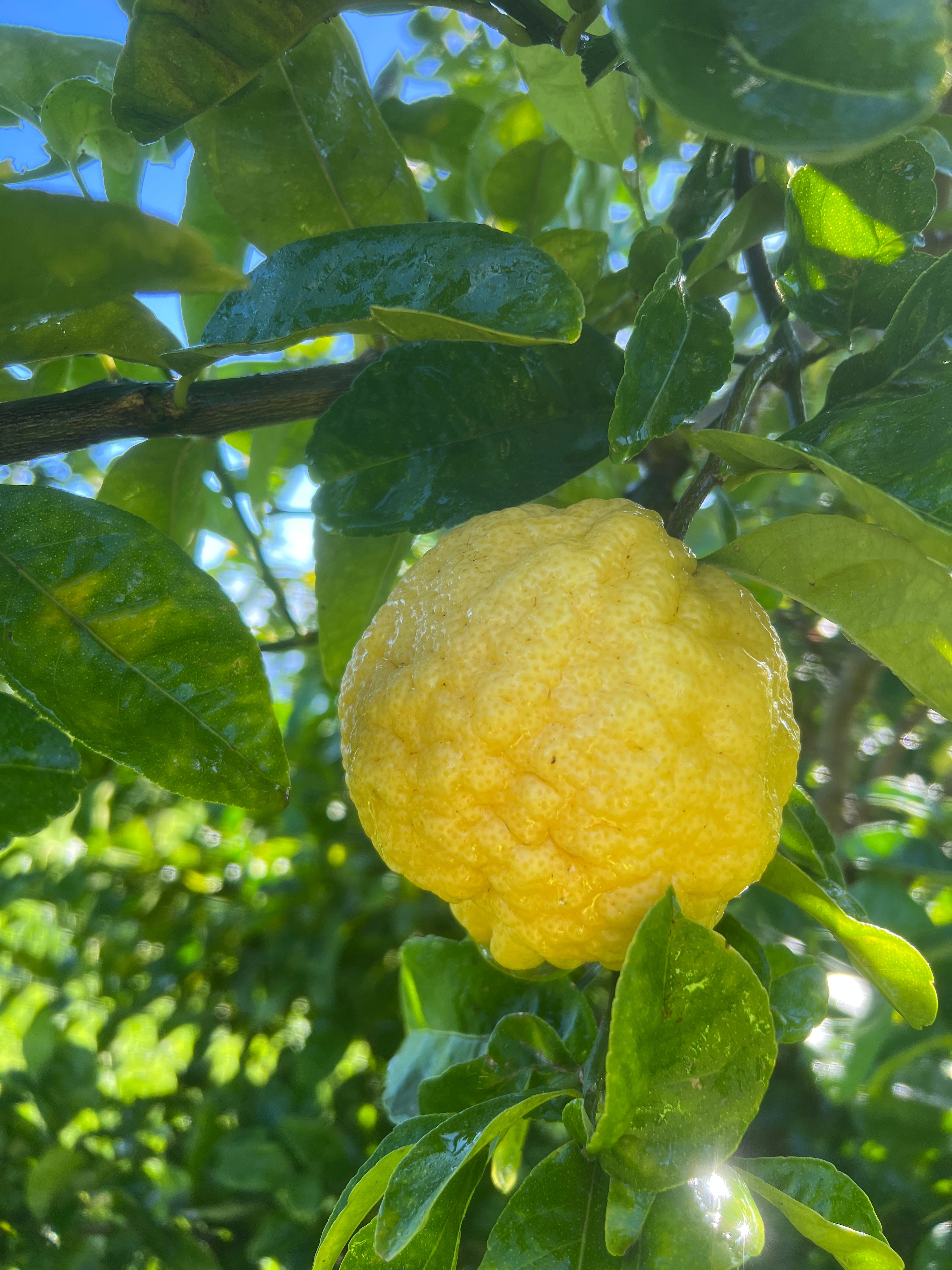 Hawaiian Citron – Nakihalani Farm