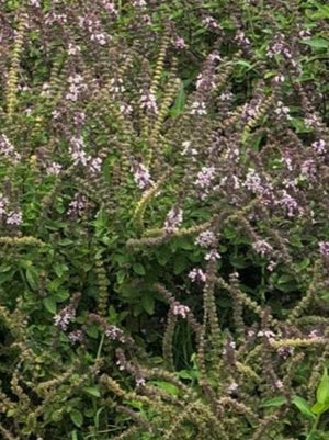 African Blue Basil Nursery Stock