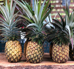 hawaii white pineapple, tropical fruit, hawaii fruit, ship pineapples to mainland,  