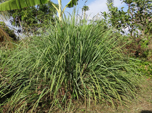 Lemongrass Fresh Cut for Tea