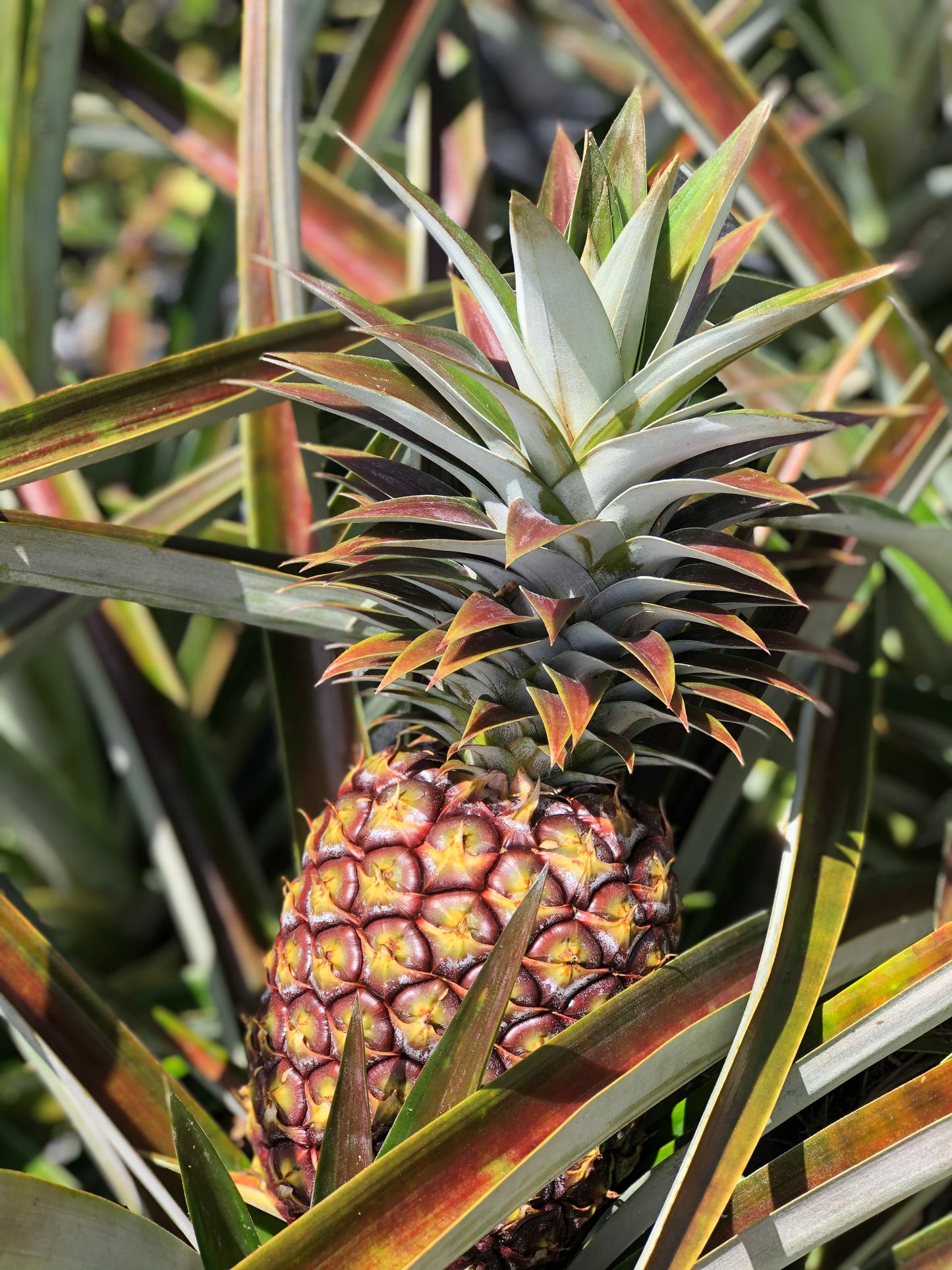fertilizers for pineapple plants in hawaii Hawaiian White Pineapple – Nakihalani Farm