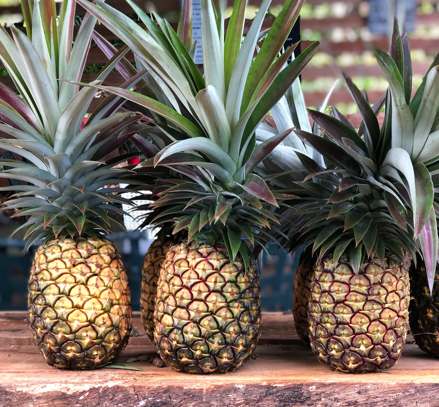 fertilizers for pineapple plants in hawaii Hawaiian White Pineapple – Nakihalani Farm