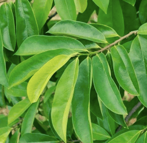 Graviola Leaves